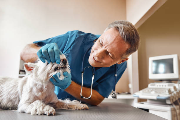 Best Emergency Root Canal Therapy in St Peter, MN
